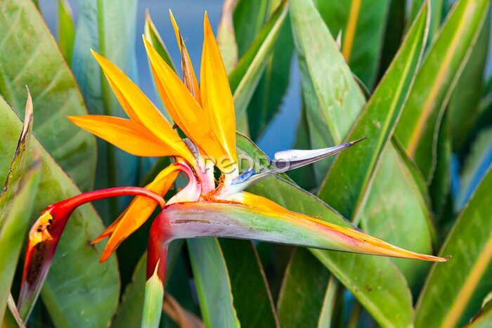 Papier peint  Strelitzia reginae. Blooming flower of the plant strelitzia royale.