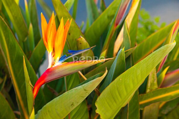 Papier peint  Strelitzia reginae. Blooming flower of the plant strelitzia royale.