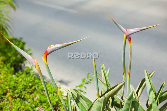 Papier peint  Strelitzia reginae. Blooming flower of the plant strelitzia royale.