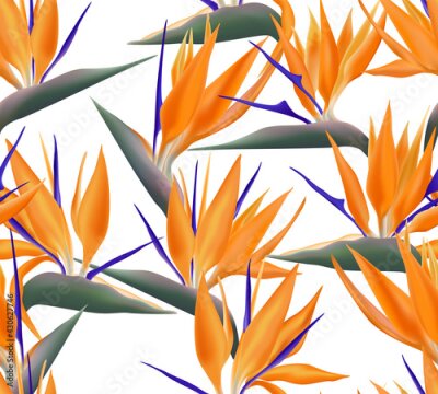 Papier peint  Strelitzia Reginae blossom also known as crane flower or bird of paradise.