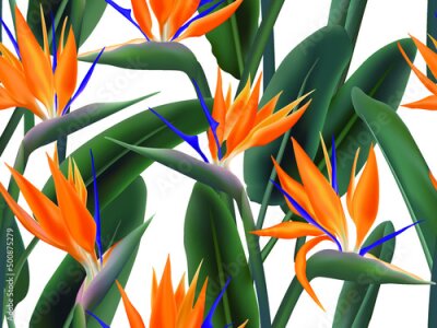 Papier peint  Strelitzia Reginae blossom also known as crane flower or bird of paradise. South Africa flowering plant background illustration on white. Fabric print, textile, wrapping paper seamless pattern.
