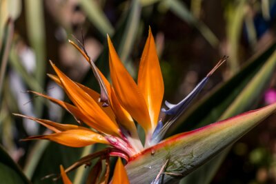 Papier peint  Strelitzia reginae close-up. Exotic bright flowers. natural flower background
