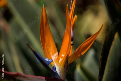 Papier peint  Strelitzia reginae close-up. Exotic bright flowers. natural flower background
