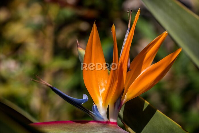 Papier peint  Strelitzia reginae close-up. Exotic bright flowers. natural flower background
