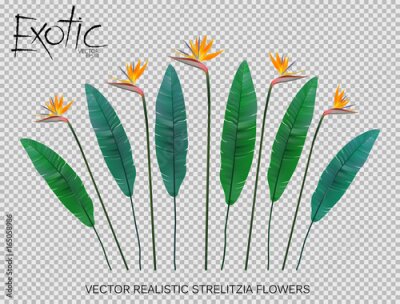 Papier peint  Strelitzia Reginae collection d'illustration vectorielle de fleurs isolée sur la grille de transparence. Ensemble de conception réaliste de feuilles vertes, fleurs jaunes.