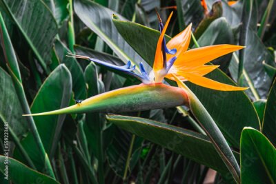 Papier peint  Strelitzia reginae commonly known as the bird of paradise