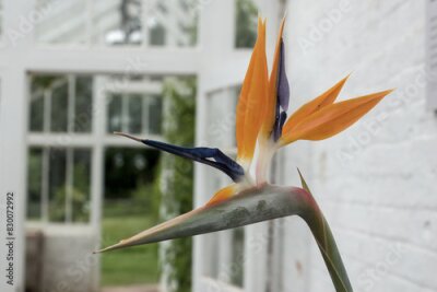 Papier peint  strelitzia reginae commonly known as the crane flower bird of paradise of isigude