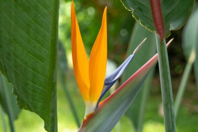 Papier peint  Strelitzia reginae, commonly known as the crane flower, bird of paradise, or isigude in Nguni,[3] is a species of flowering plant indigenous to South Africa. 