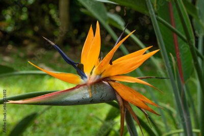 Papier peint  Strelitzia reginae, commonly known as the crane flower, bird of paradise, or isigude in Nguni,[3] is a species of flowering plant indigenous to South Africa. 