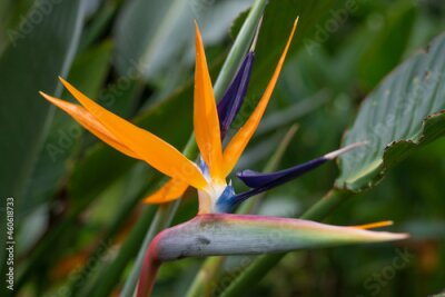 Papier peint  Strelitzia reginae, commonly known as the crane flower, bird of paradise, or isigude in Nguni,[3] is a species of flowering plant indigenous to South Africa.