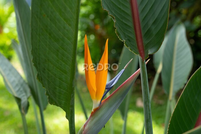 Papier peint  Strelitzia reginae, commonly known as the crane flower, bird of paradise, or isigude in Nguni,[3] is a species of flowering plant indigenous to South Africa. 