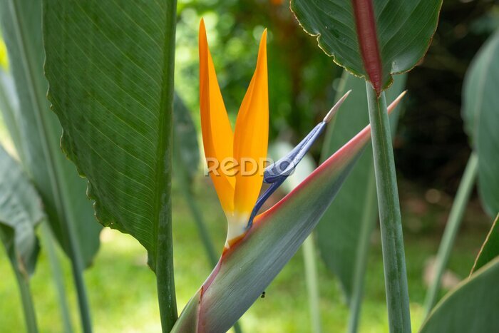Papier peint  Strelitzia reginae, commonly known as the crane flower, bird of paradise, or isigude in Nguni,[3] is a species of flowering plant indigenous to South Africa. 