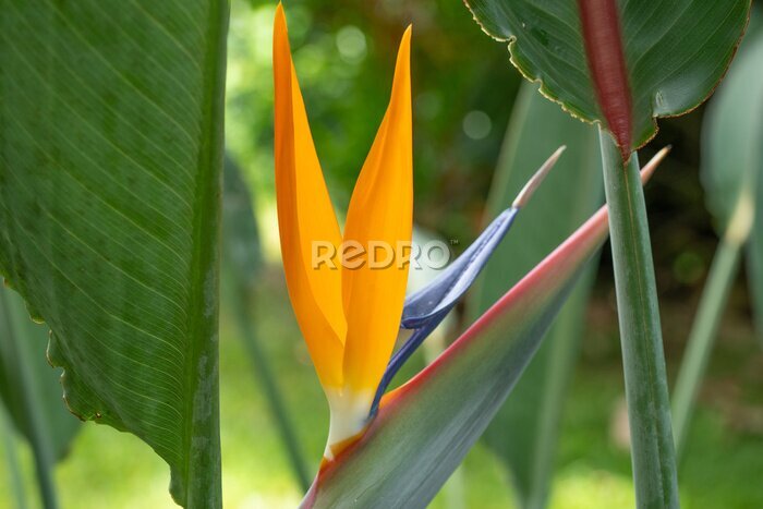 Papier peint  Strelitzia reginae, commonly known as the crane flower, bird of paradise, or isigude in Nguni,[3] is a species of flowering plant indigenous to South Africa. 