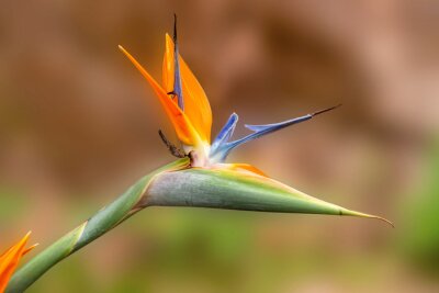Papier peint  Strelitzia reginae, commonly known as the crane flower, bird of paradise, or isigude in Nguni, is a species of beautiful flowering plant indigenous to South Africa. Andasibe Madagascar