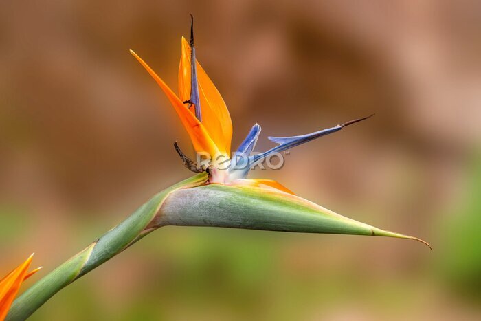 Papier peint  Strelitzia reginae, commonly known as the crane flower, bird of paradise, or isigude in Nguni, is a species of beautiful flowering plant indigenous to South Africa. Andasibe Madagascar