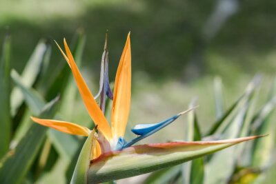 Papier peint  Strelitzia reginae, commonly known as the crane flower, bird of paradise, or isigude in Nguni, is a species of flowering plant. Flowers at Pearl Harbor Visitor Center, Honolulu, Oahu, Hawaii