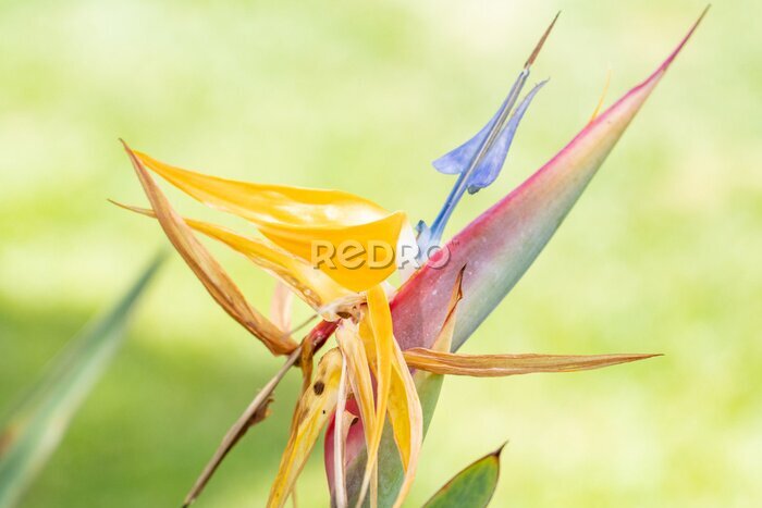 Papier peint  Strelitzia reginae, commonly known as the crane flower, bird of paradise, or isigude in Nguni, is a species of flowering plant. Flowers at Pearl Harbor Visitor Center, Honolulu, Oahu, Hawaii