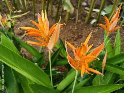 Papier peint  Strelitzia reginae, commonly known as the crane flower, bird of paradise, or isigude in Nguni, is a species of flowering plant native to the Cape Provinces and KwaZulu-Natal in South Africa. 