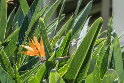 Papier peint  Strelitzia reginae, commonly known as the crane flower, bird of paradise, or isigude in Nguni. Pearl Harbor Visitor Center, Honolulu, Oahu, Hawaii