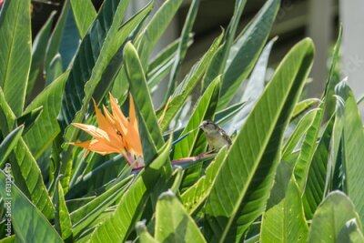 Papier peint  Strelitzia reginae, commonly known as the crane flower, bird of paradise, or isigude in Nguni. Pearl Harbor Visitor Center, Honolulu, Oahu, Hawaii