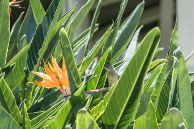 Papier peint  Strelitzia reginae, commonly known as the crane flower, bird of paradise, or isigude in Nguni. Pearl Harbor Visitor Center, Honolulu, Oahu, Hawaii