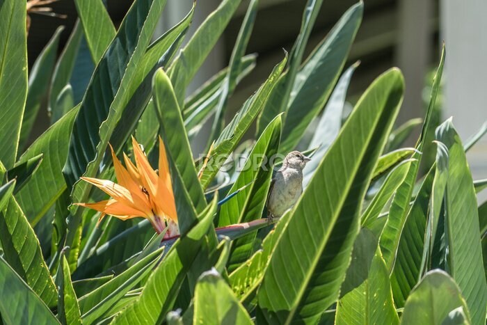 Papier peint  Strelitzia reginae, commonly known as the crane flower, bird of paradise, or isigude in Nguni. Pearl Harbor Visitor Center, Honolulu, Oahu, Hawaii