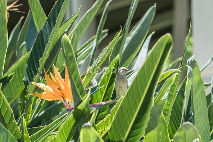 Papier peint  Strelitzia reginae, commonly known as the crane flower, bird of paradise, or isigude in Nguni. Pearl Harbor Visitor Center, Honolulu, Oahu, Hawaii