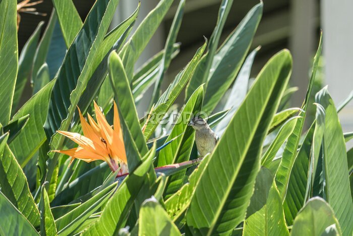 Papier peint  Strelitzia reginae, commonly known as the crane flower, bird of paradise, or isigude in Nguni. Pearl Harbor Visitor Center, Honolulu, Oahu, Hawaii