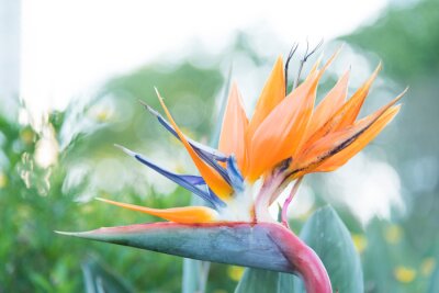 Papier peint  Strelitzia reginae, commonly known as the crane flower or bird of paradise