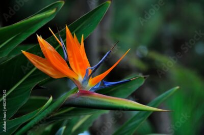 Papier peint  Strelitzia reginae, commonly known as the crane flower or bird of paradise.