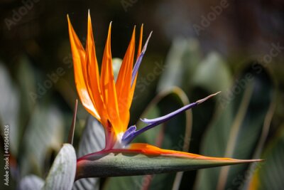 Papier peint  Strelitzia reginae, commonly known as the crane flower or bird of paradise.