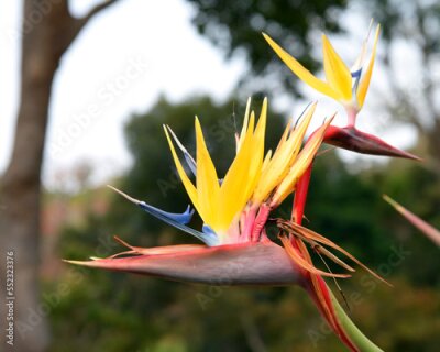 Papier peint  Strelitzia reginae, commonly known as the crane flower or bird of paradise