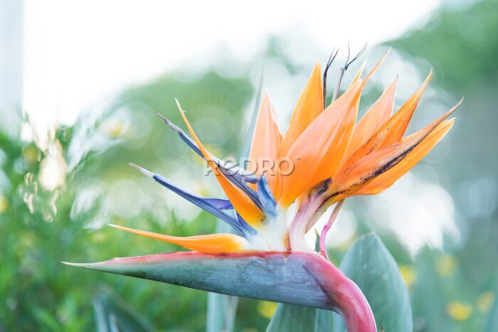 Papier peint  Strelitzia reginae, commonly known as the crane flower or bird of paradise