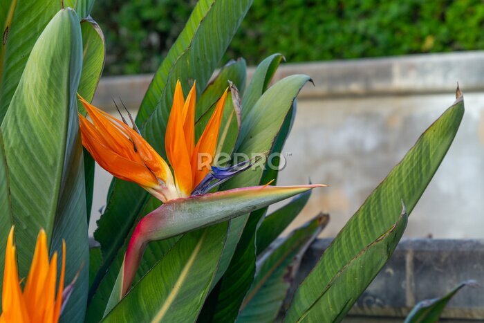Papier peint  Strelitzia reginae, commonly known as the crane flower or bird of paradise in a Park on the Island of Malta