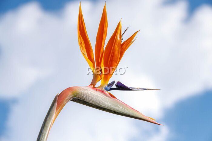 Papier peint  Strelitzia reginae commonly known as the crane flower or bird of paradise with blue sky and white fluffy background, Is a species of flowering plant indigenous to South Africa, An evergreen perennial.