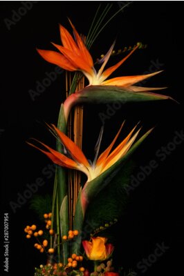 Papier peint  Strelitzia reginae crane aka flower bird of paradise plant