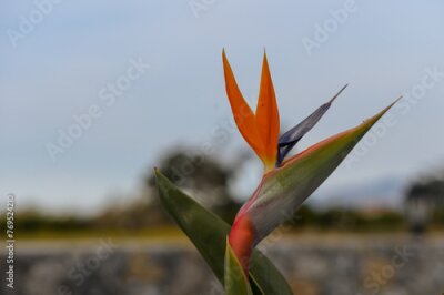 Papier peint  Strelitzia reginae / Crane flower / Bird of paradise