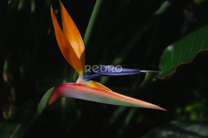 Papier peint  Strelitzia reginae (crane flower, bird of paradise)