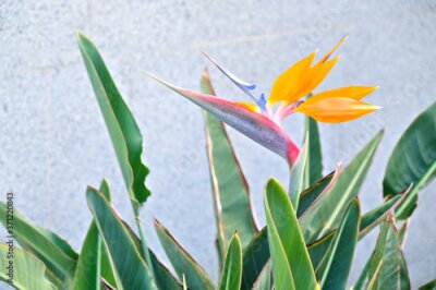 Papier peint  Strelitzia reginae, crane flower, bird of paradise flower in the garden.