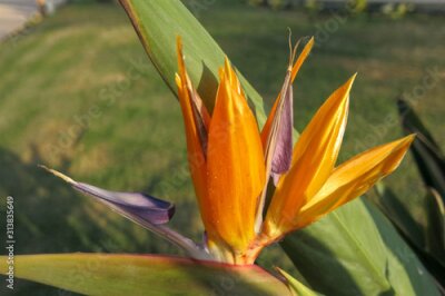 Papier peint  Strelitzia reginae, Crane Flower, Bird of Paradise is a species of flowering plant indigenous to South Africa. Evergreen perennial, it is widely cultivated for its dramatic flowers. Best background.