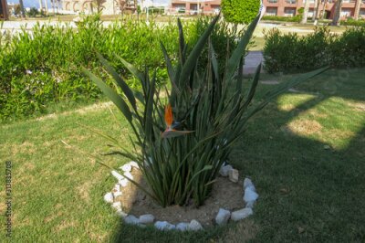 Papier peint  Strelitzia reginae, Crane Flower, Bird of Paradise is a species of flowering plant indigenous to South Africa. Evergreen perennial, it is widely cultivated for its dramatic flowers. Best background.