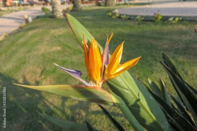 Papier peint  Strelitzia reginae, Crane Flower, Bird of Paradise is a species of flowering plant indigenous to South Africa. Evergreen perennial, it is widely cultivated for its dramatic flowers. Best background.