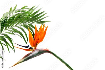 Papier peint  Strelitzia reginae, crane flower , bird of paradise, species of flowering plant , tropics flower