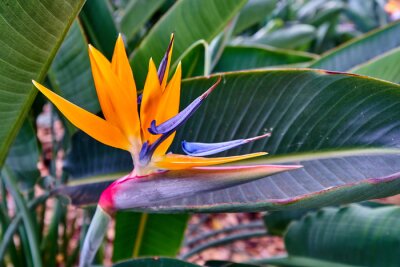 Papier peint  Strelitzia reginae, crane flower, closeup, bird of paradise, garden on Madeira