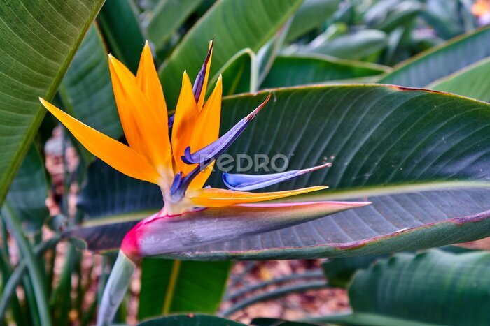 Papier peint  Strelitzia reginae, crane flower, closeup, bird of paradise, garden on Madeira