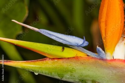 Papier peint  Strelitzia reginae (Crane flower), macro detail of the flower with water drops on the island of La Palma (Spain), selective approach.