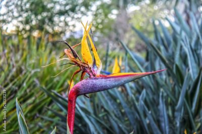 Papier peint  Strelitzia reginae- crane flower or bird of paradise- flowering plant indigenous to South Africa that looks like a bird against blurred bokeh background