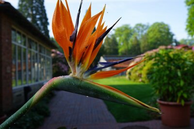 Papier peint  Strelitzia reginae, crane flower or bird of paradise is an evergreen perennial from South Africa. This flower was seen in a public park in Oldenburg, Germany.