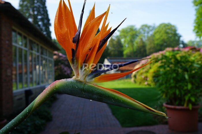 Papier peint  Strelitzia reginae, crane flower or bird of paradise is an evergreen perennial from South Africa. This flower was seen in a public park in Oldenburg, Germany.