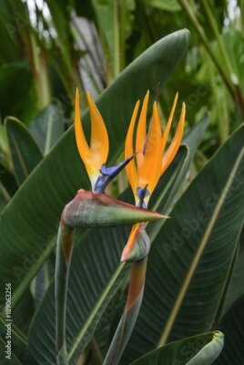 Papier peint  strelitzia reginae dans le jardin de Tenerife; les îles Canaries